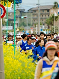 菜の花マラソンの様子